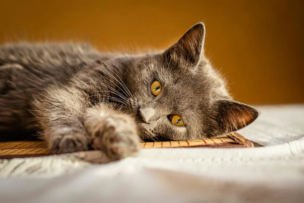 Chaton Chartreux