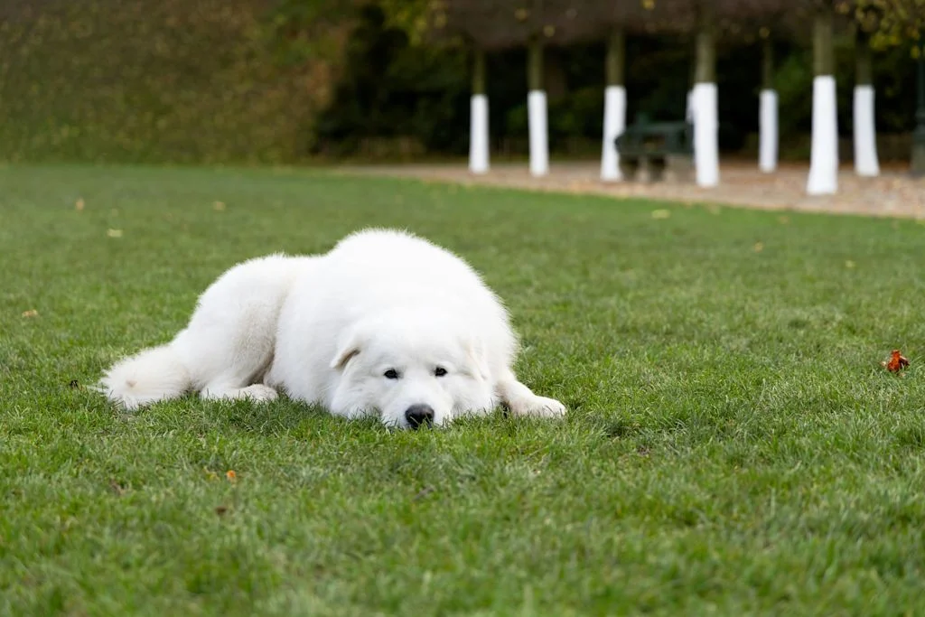 Patou qui se repose