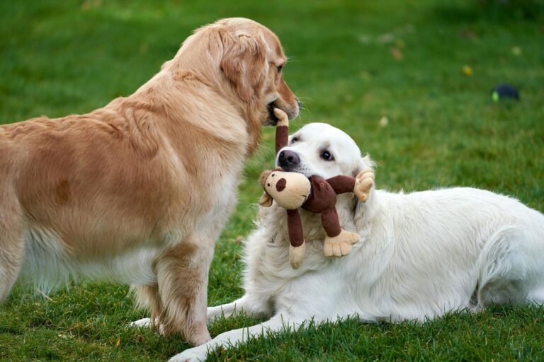 Races de chiens faciles à vivre