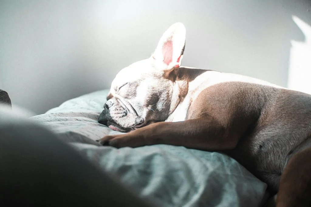 Sieste du Bouledogue Fran&ccedil;ais