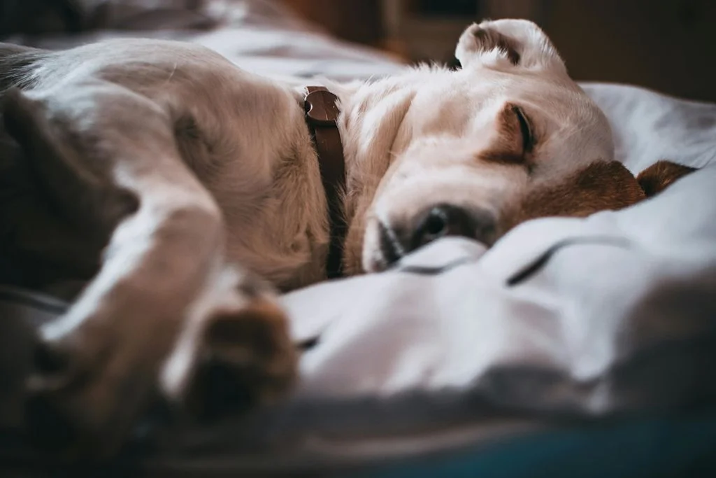chien qui dort sur un coussin