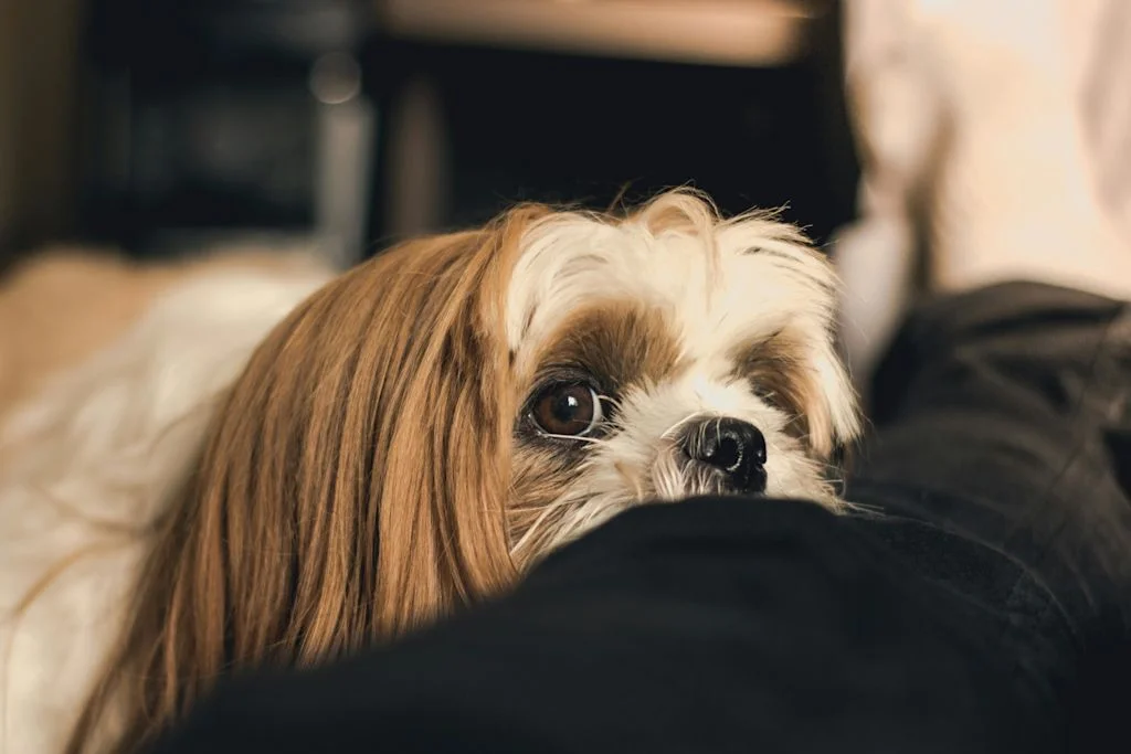 Chi-Tzu calme