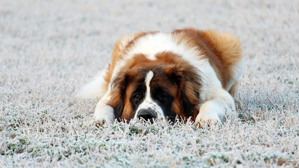 Saint-Bernard au repos
