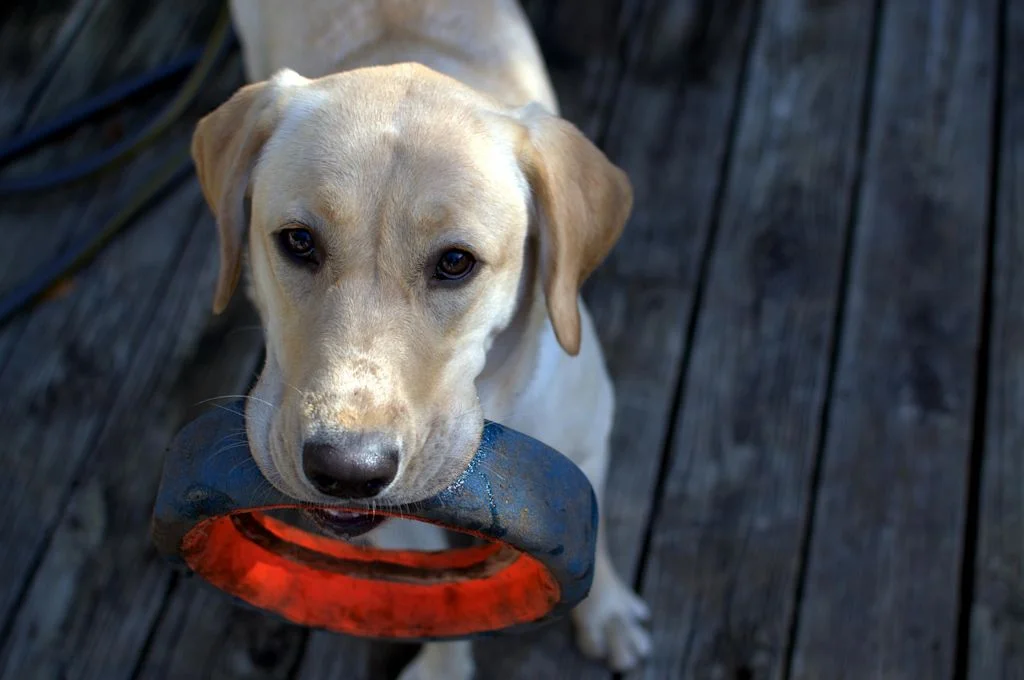 Jeune Labrador