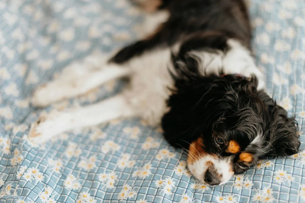 Cavalier King Charles au repos