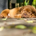 Dogue de Bordeaux en pleine sieste