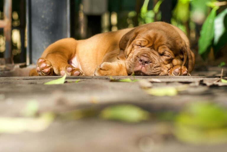 Races de chiens qui dorment le plus