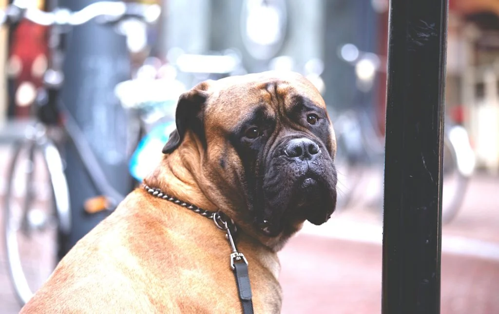 Mastiff