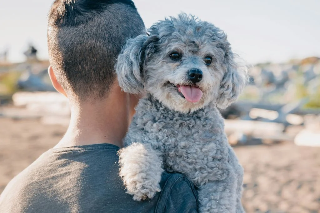 Caniche