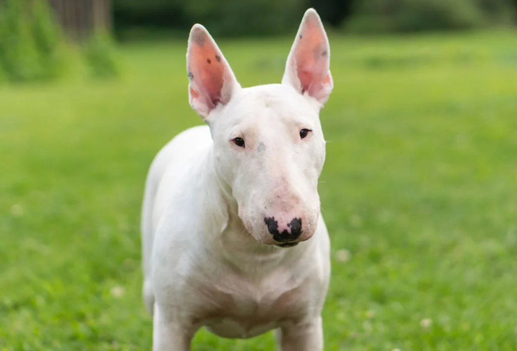 portrait bull terrier