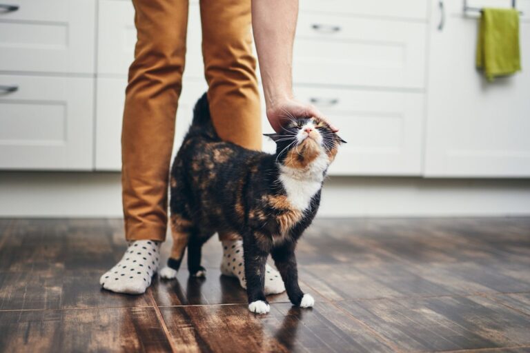 Pyomètre chez le chat : reconnaître et prévenir