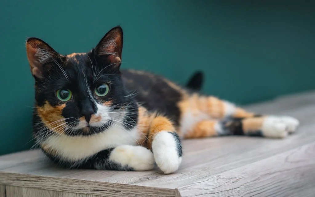chatte ecaille de tortue