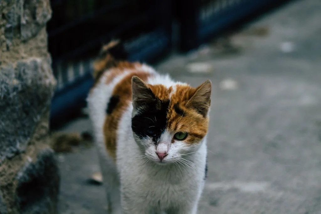 myiase chat exterieur
