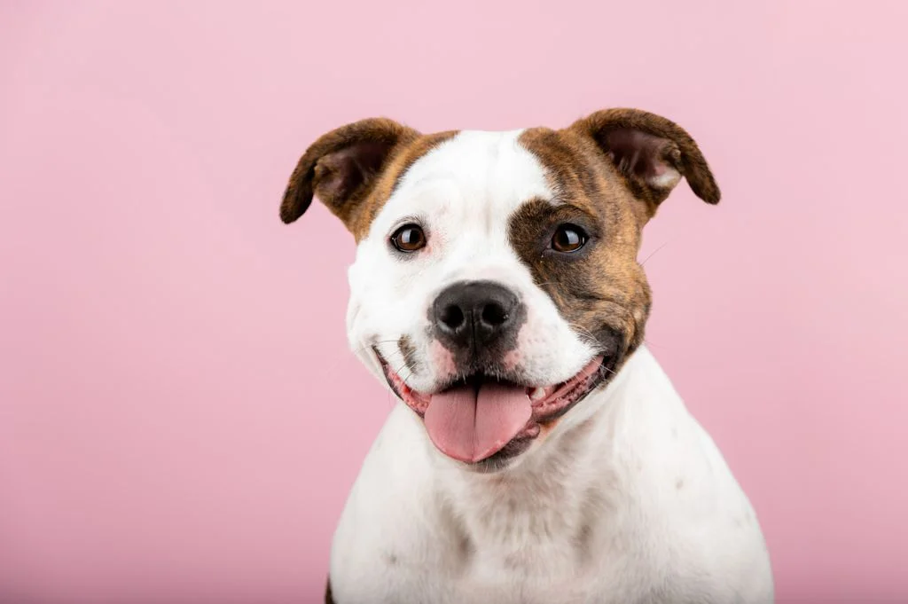 staffy ecz&eacute;ma