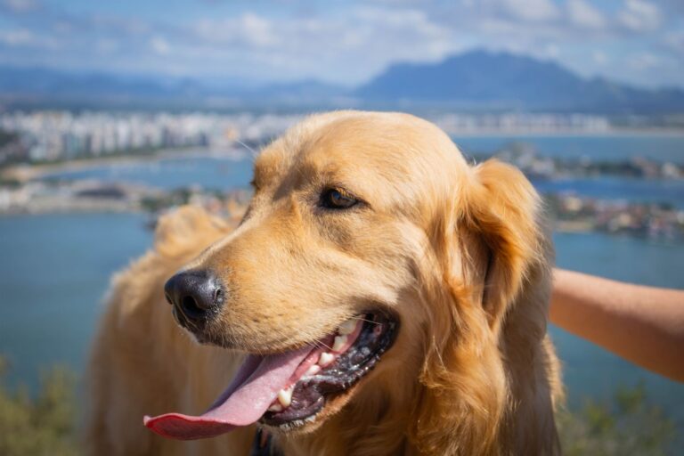 Comment soigner l&rsquo;eczéma chez le chien ?