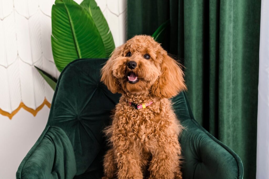 Pronostic et traitement en cas de tumeur mammaire chez le chien