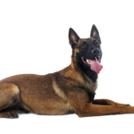 Berger belge malinois couché