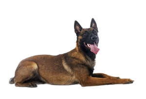 Chiens Belges