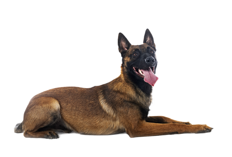 Chiens Belges
