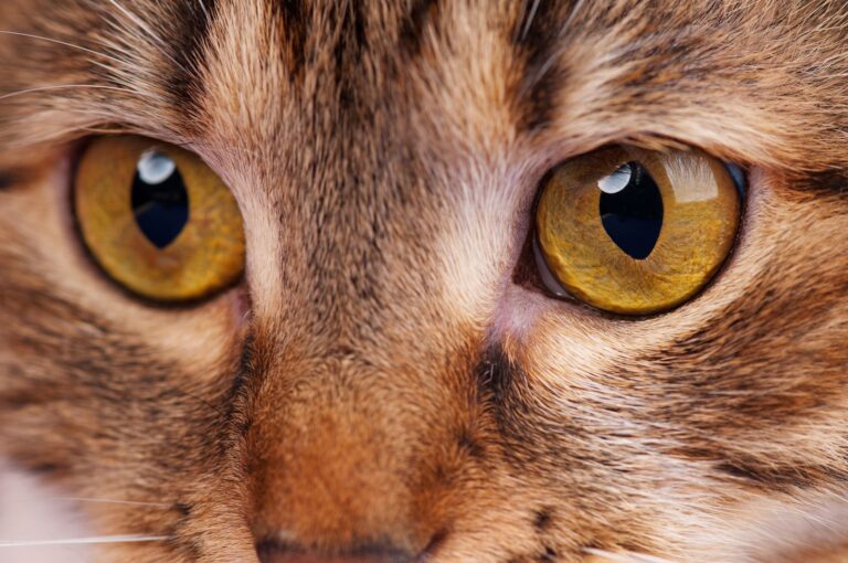 Traitement de l&rsquo;entropion chez le chat