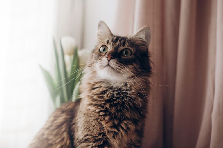 Tumeurs mammaires chez le chat : comment les éviter ?