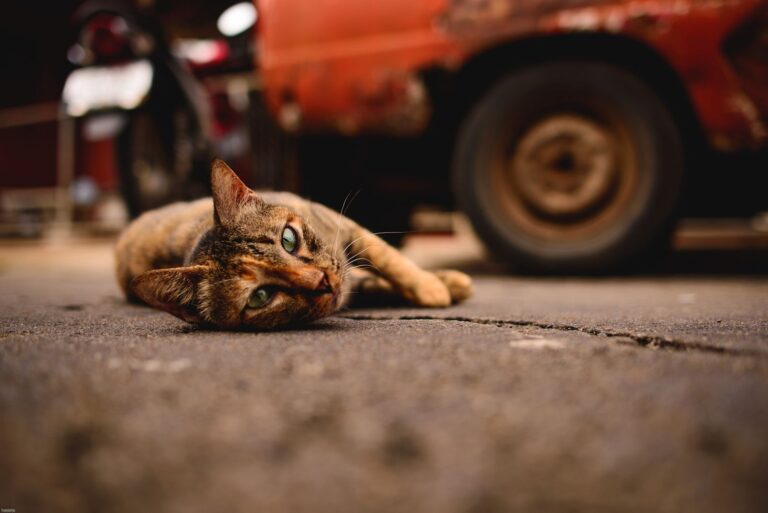 Myiase chez le chat : questions réponses