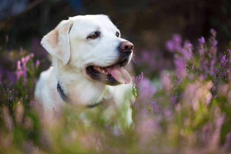 Dermatoses chez le chien : causes et traitements – Santévet
