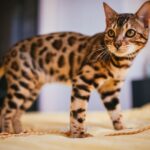 SV – savannah chat