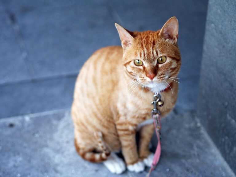 Top 9 des destinations cat-friendly à découvrir avec votre chat cet été