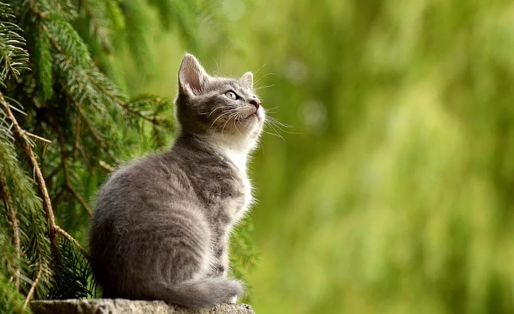 chaton tigre