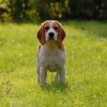 Chien courant