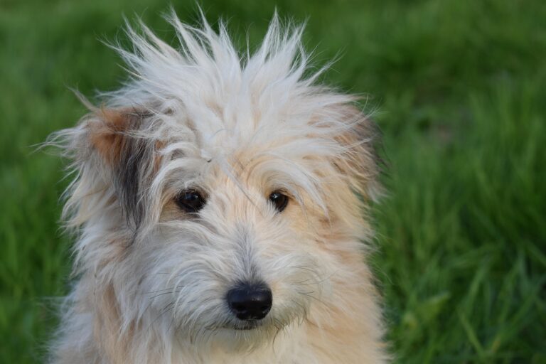 Les petits chiens croisés sont-ils vraiment mieux que les races pures ?