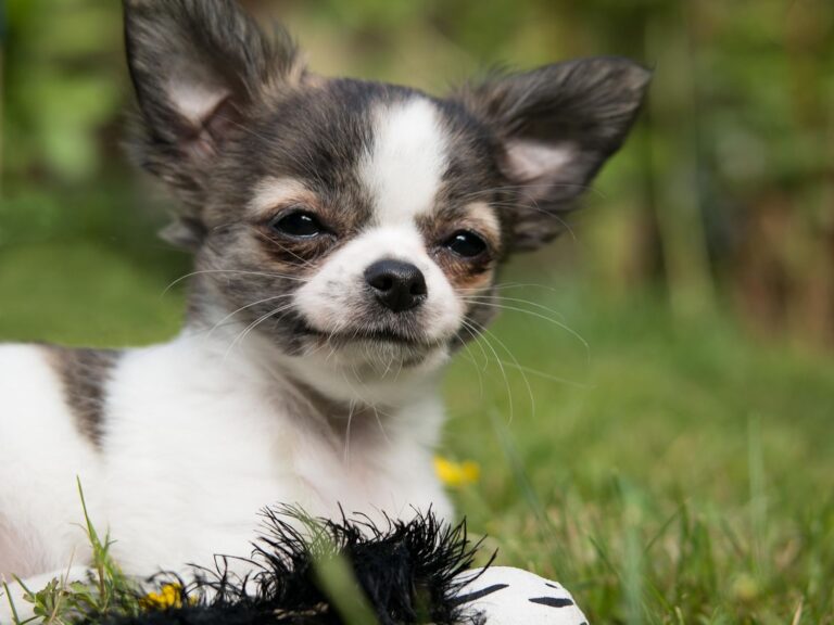 Les petits chiens sont-ils vraiment les pires à éduquer ?