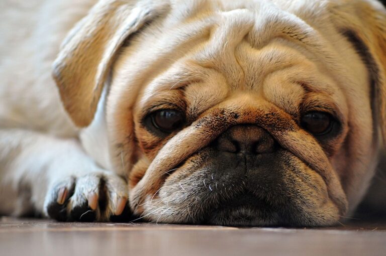 Top 5 des petits chiens qui aboient (presque) jamais