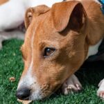 Race de chien terrier