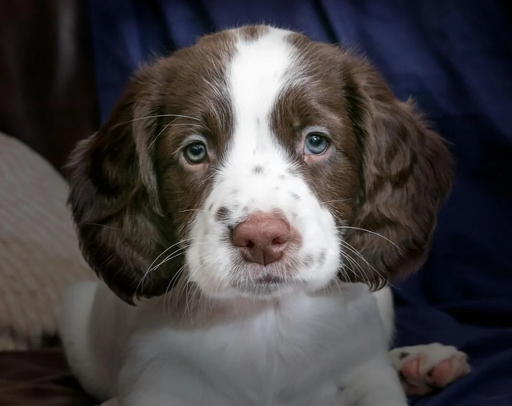 Chiot Epagneul