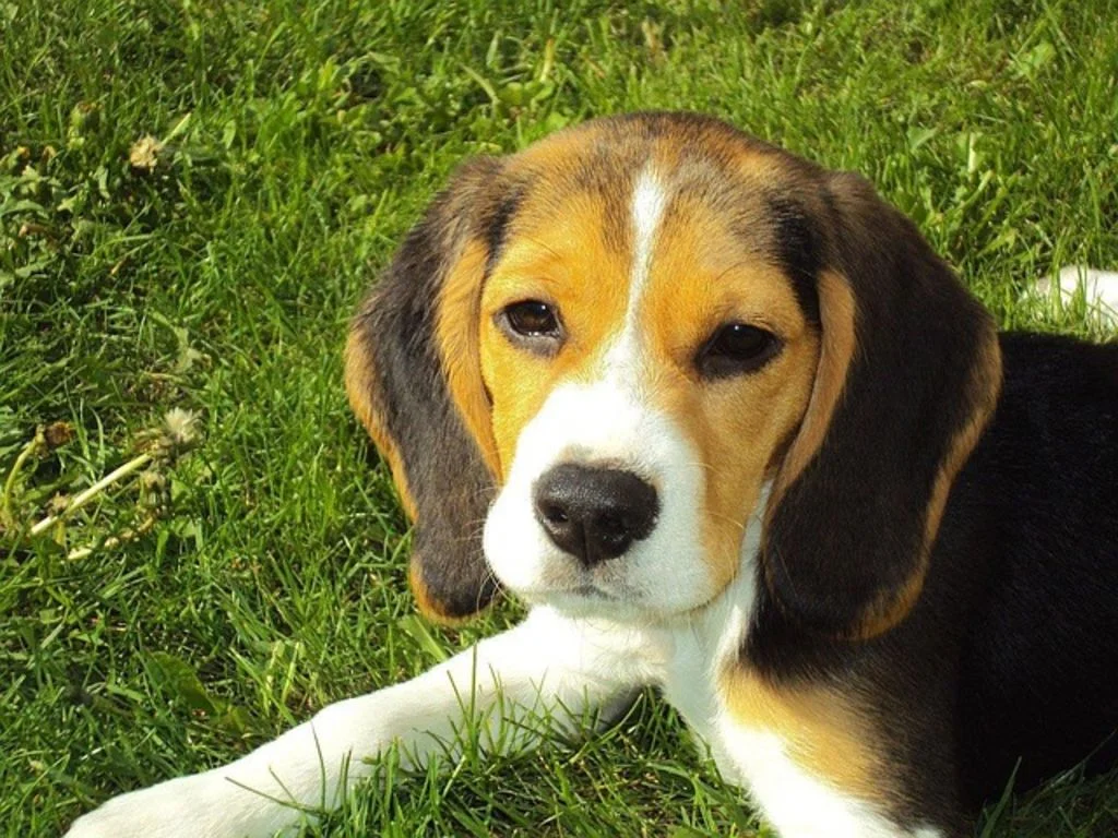 Chiot beagle