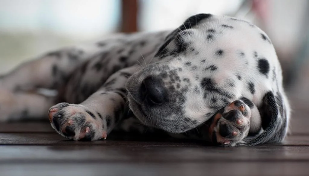 Chiot dalmatien