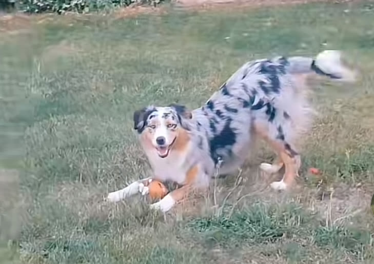 Ce chien trop calme cache un secret que même ses maîtres ignorent : ils ne sont pas prêts pour ce qu&rsquo;ils s&rsquo;apprêtent à découvrir !
