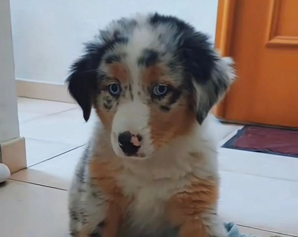 emy chiot