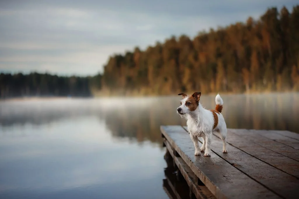 Jack Russel Chien de Ferme Dano-Suédois