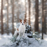 Jack Russel ressemblant à un Chien de Ferme Dano-Suédois