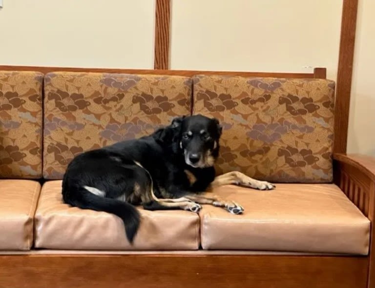 Ce petit chien s’échappe tous les soirs… et ce qu’il fait va vous émouvoir