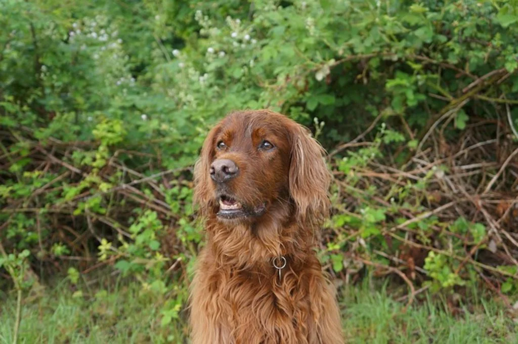 Setter