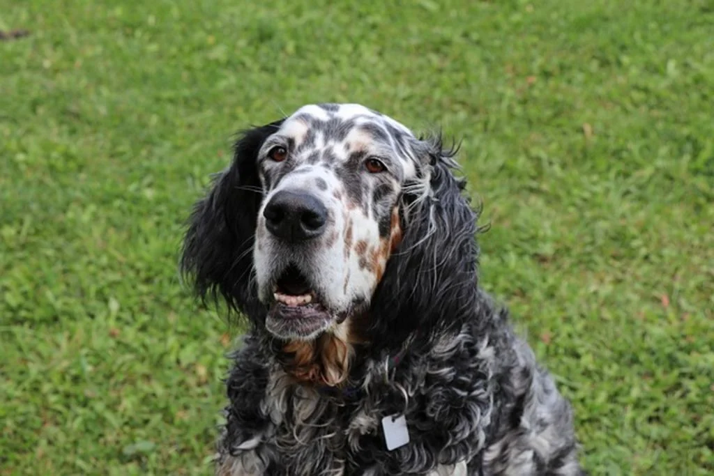 Setter anglais