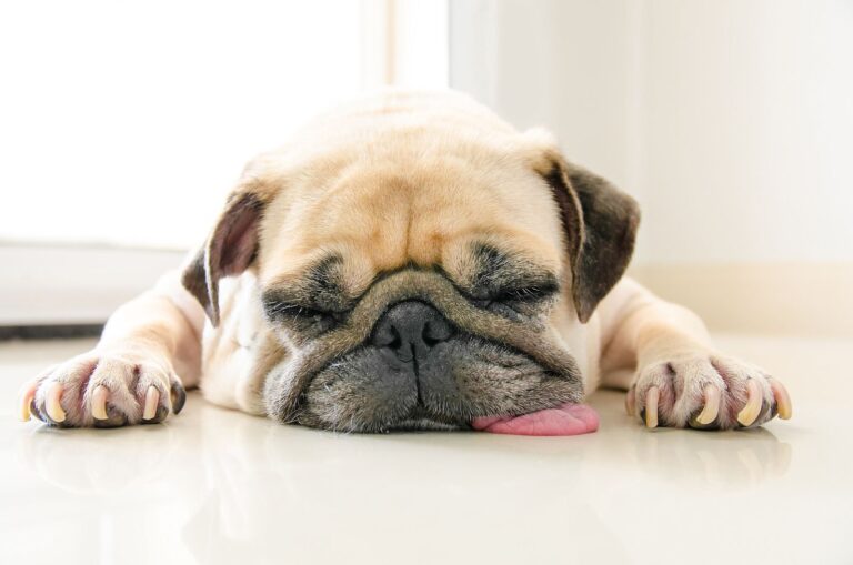 Quiz : est-ce que les chiens calmes sont faits pour moi ou dois-je opter pour un Jack Russell sous caféine ?