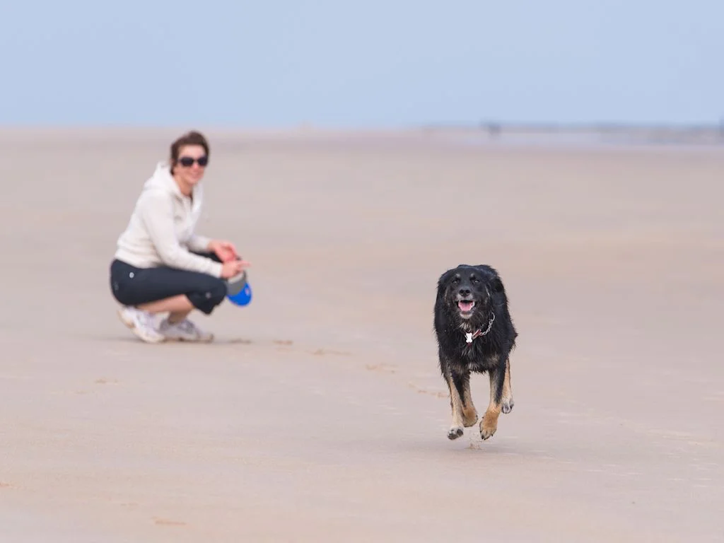 vacances avec mon chien