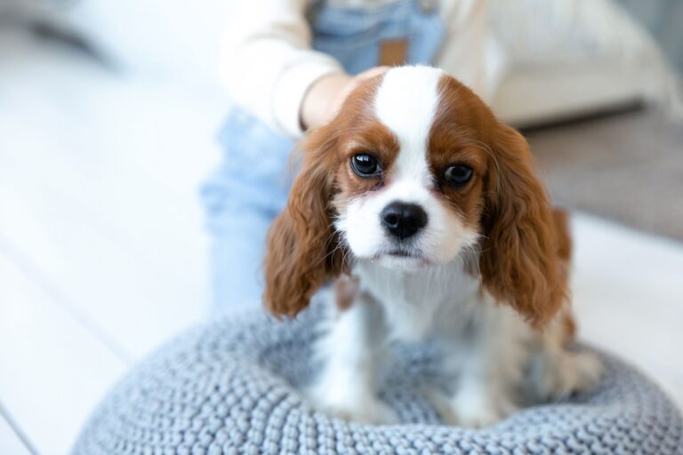 Ces 3 chiens au calme olympien sont les meilleurs compagnons pour vos enfants : découvrez pourquoi ils font toute la différence !
