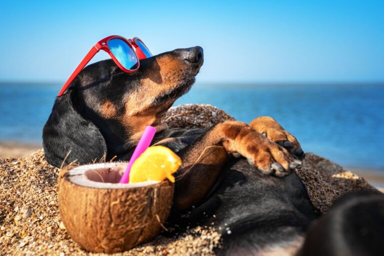 10 coins magiques pour partir en vacances avec son chien cet été : découvrez les meilleurs endroits pour se créer des souvenirs inoubliables !
