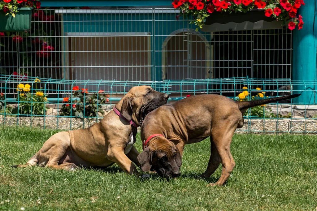 chiots bresiliens